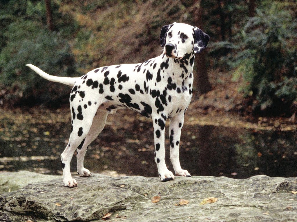 Flecks, Dalmatian